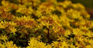 Sedum commestibili, coltivabili anche laddove la vita pare impossibile alle altre piante