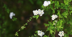 Sorprendenti spiree. La spirea, pianta generosa, rustica e resistente ai climi e ai terreni più diversi