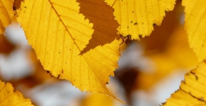 Il Carpino o Carpinus: l'eleganza che si trasforma in albero ornamentale