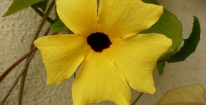 Thunbergia o Tunbergia, fiori del cielo