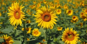 Le Carenze Nutritive delle nostre amiche piante