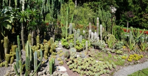 Piante grasse: i nomi delle succulente più diffuse nei giardini