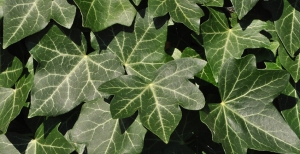 Hedera o Edera: peculiarità e caratteristiche di questa pianta