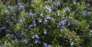 Rosmarino officinale: caratteristiche e coltivazione