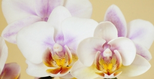 Orchidee: un amore a prima vista!