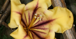 Solandra: gigantesche rampicanti dai fiori stupendi