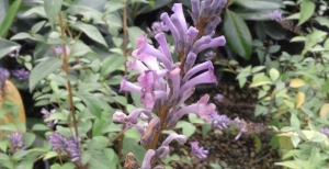 L'elegantissima Buddleja Lindleyana, arbusto dalla fioritura di lunga durata