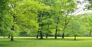 Alberi da giardino: un toccasana per la nostra salute