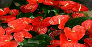 Anthurium - Cura e Coltivazione