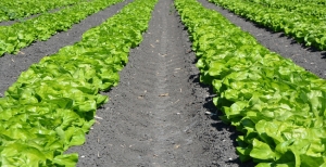 Guida completa alla coltivazione della lattuga in orto