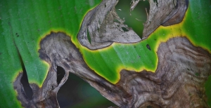 Malattie delle piante: come riconoscerle velocemente