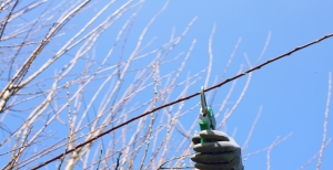 Come potare gli alberi da frutto: tutti i passaggi