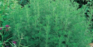 Artemisia annua: coltivazione e cura