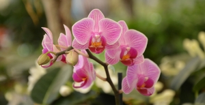 Significato Orchidea e come coltivarla