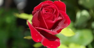 Rose rosse: il significato di questi magnifici fiori e come creare splendidi mazzi