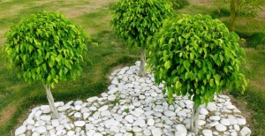 Ficus Benjamin: come arricchire il vostro giardino e non solo