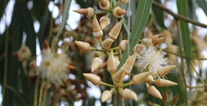 Pianta di eucalipto: coltivazione, caratteristiche e proprietà