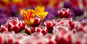 Tulipano: coltivazione e potatura