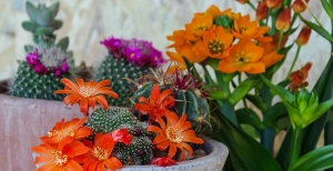 I fiori delle Piante Grasse o Succulente