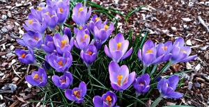 Crochi: i fiori che annunciano la primavera