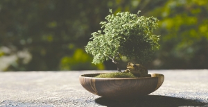 Bonsai - Coltivazione e cura