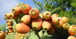 I Fichi d’India: scopri come coltivarli e farli crescere nel tuo giardino