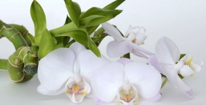 Orchidee: il triangolo della coltivazione