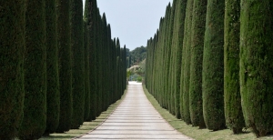 Coltivazione del Cipresso Nero o Cupressus Sempervirens Pyramidalis