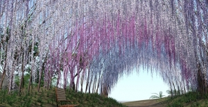 Il Glicine o Wisteria sinensis: come coltivarlo e farlo arrampicare