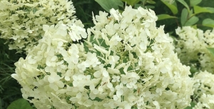 Hydrangea Paniculata - L'Ortensia anche detta Bianca signora di montagna