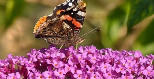 Le Buddleja: le piante delle farfalle