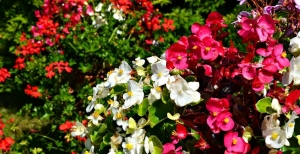 Begonia: pianta ricca di fiori dai mille colori