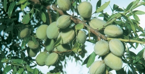 Mandorlo (prunus dulcis): coltivazione e potatura