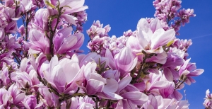 Magnolia: cura e coltivazione