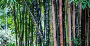 Perchè coltivare il Bambù gigante in Italia