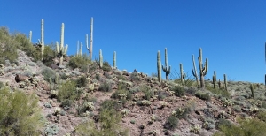 Cactus giganti - Il saguaro e altre varietà