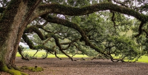 450 specie di alberi diversi: la quercia