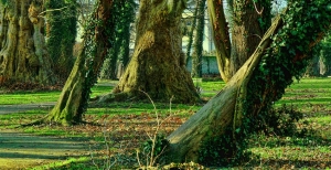 Alberi e arbusti - Guida alla coltivazione