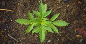 Cannabis Legale - Quello che devi sapere sulla vendita, l'uso e il versus con quella illegale