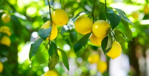 Potatura del limone: come effettuarla correttamente e in quale periodo