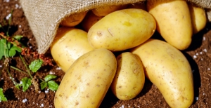 Come coltivare le patate nell'orto