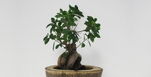 Bonsai ficus ginseng: coltivazione e cura