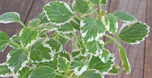 Plectranthus o pianta dell'incenso: coltivazione e cura