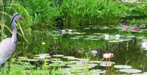 Laghetti da giardino: come costruire la tua oasi personale