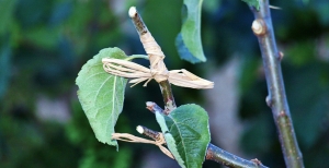 Innesto delle piante da frutto: la guida