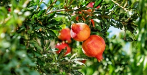 Melograno: proprietà benefiche del frutto