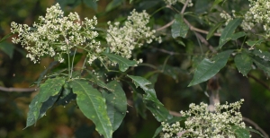 Albero del miele: la coltivazione dell'evodia danielli