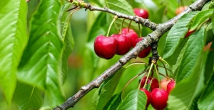 Ciliegio: guida alla potatura e coltivazione