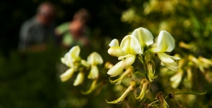 Sophora Japonica: guida alla coltivazione