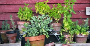 Piante aromatiche: le più adatte per il tuo giardino